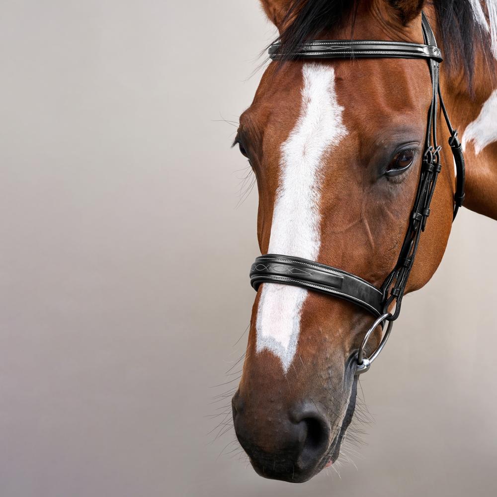 Wide Noseband Hunter Bridle US | Dy'on | elegantcomfort — Image 10