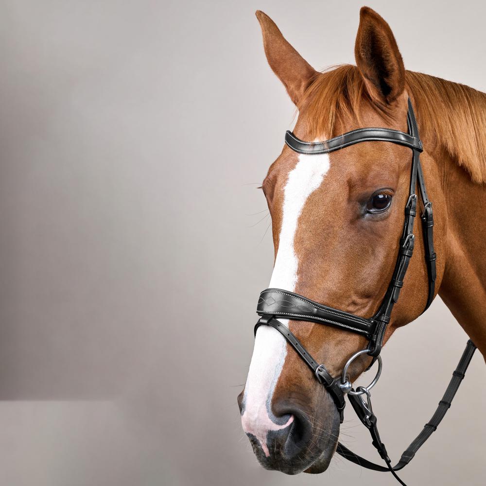 Working Motion Bridle WO | Dy'on | versatile — Image 4