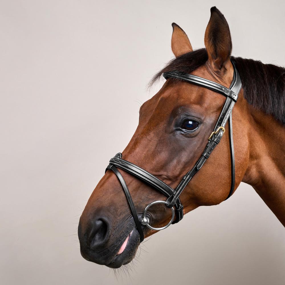 Flash Noseband Bridle DY | Dy'on | Versatile — Image 6