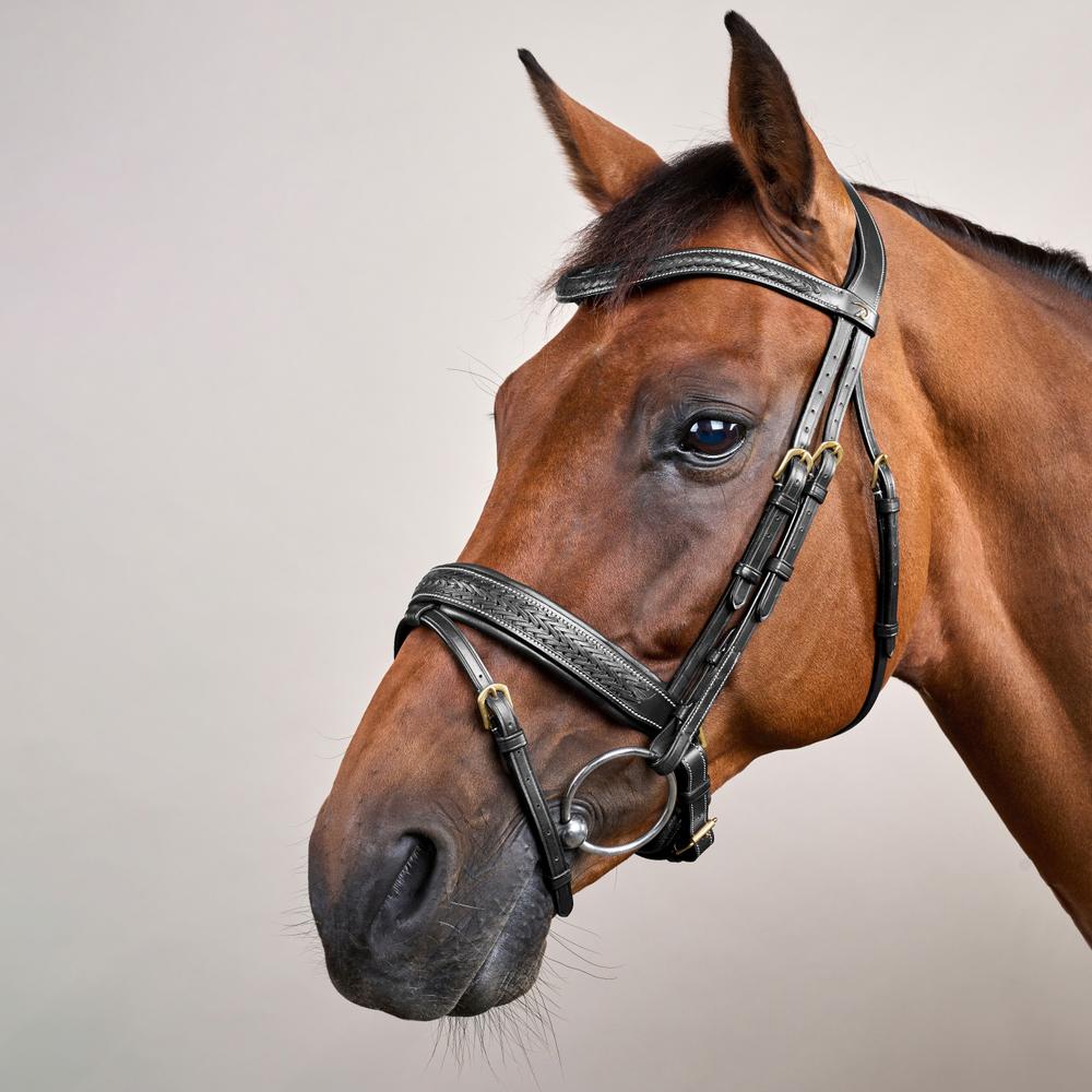 Plaited Flash Noseband Bridle with Pull back DY | Dy'on | elegance — Image 6