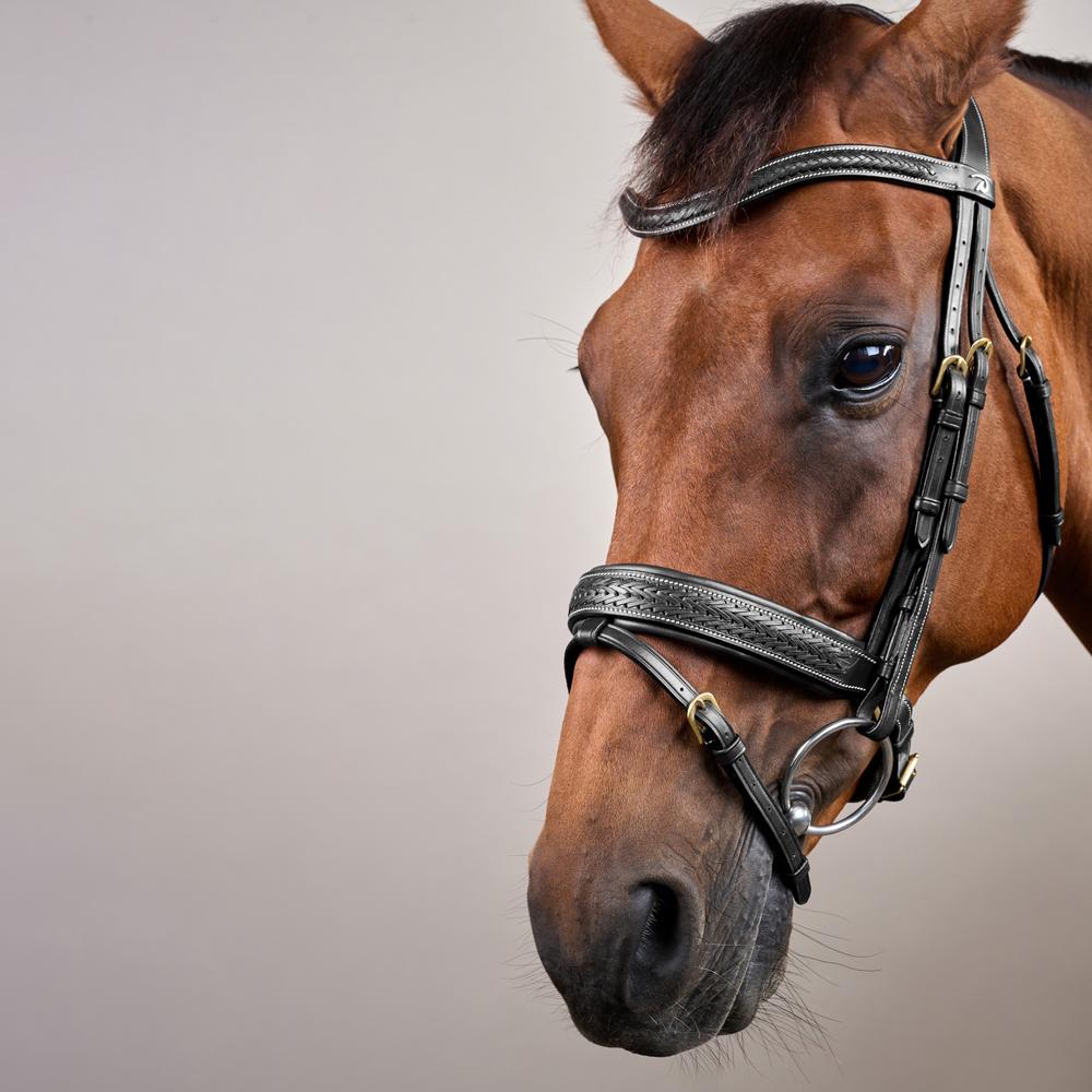 Plaited Flash Noseband Bridle with Pull back DY | Dy'on | elegance — Image 9