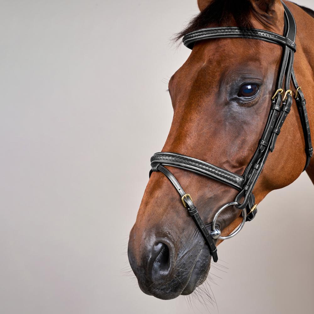Plaited Flash Noseband Bridle DY | Dy'on | Comfort — Image 2