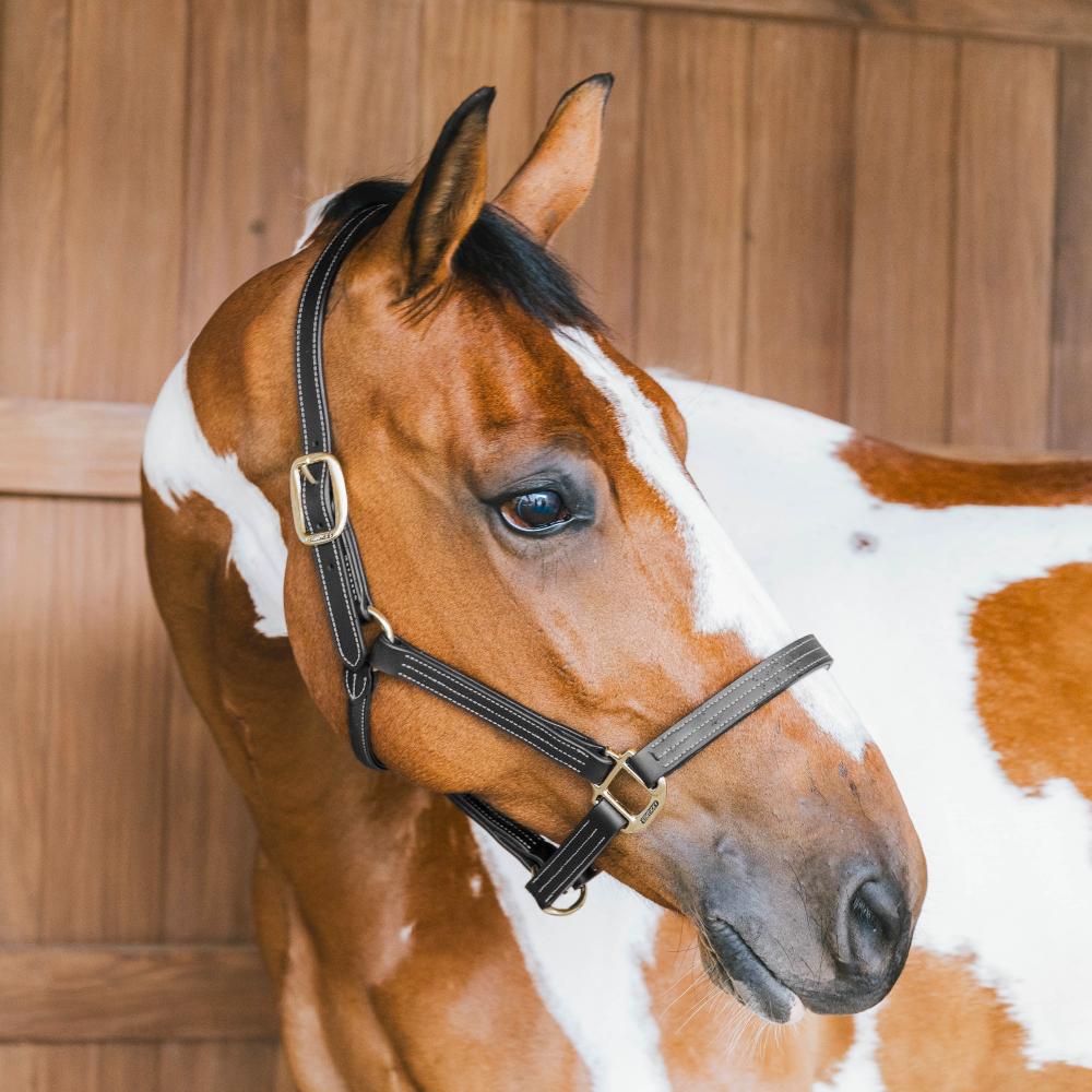 Leather Halter Wellington | Kentucky Horsewear | Stylish — Image 2