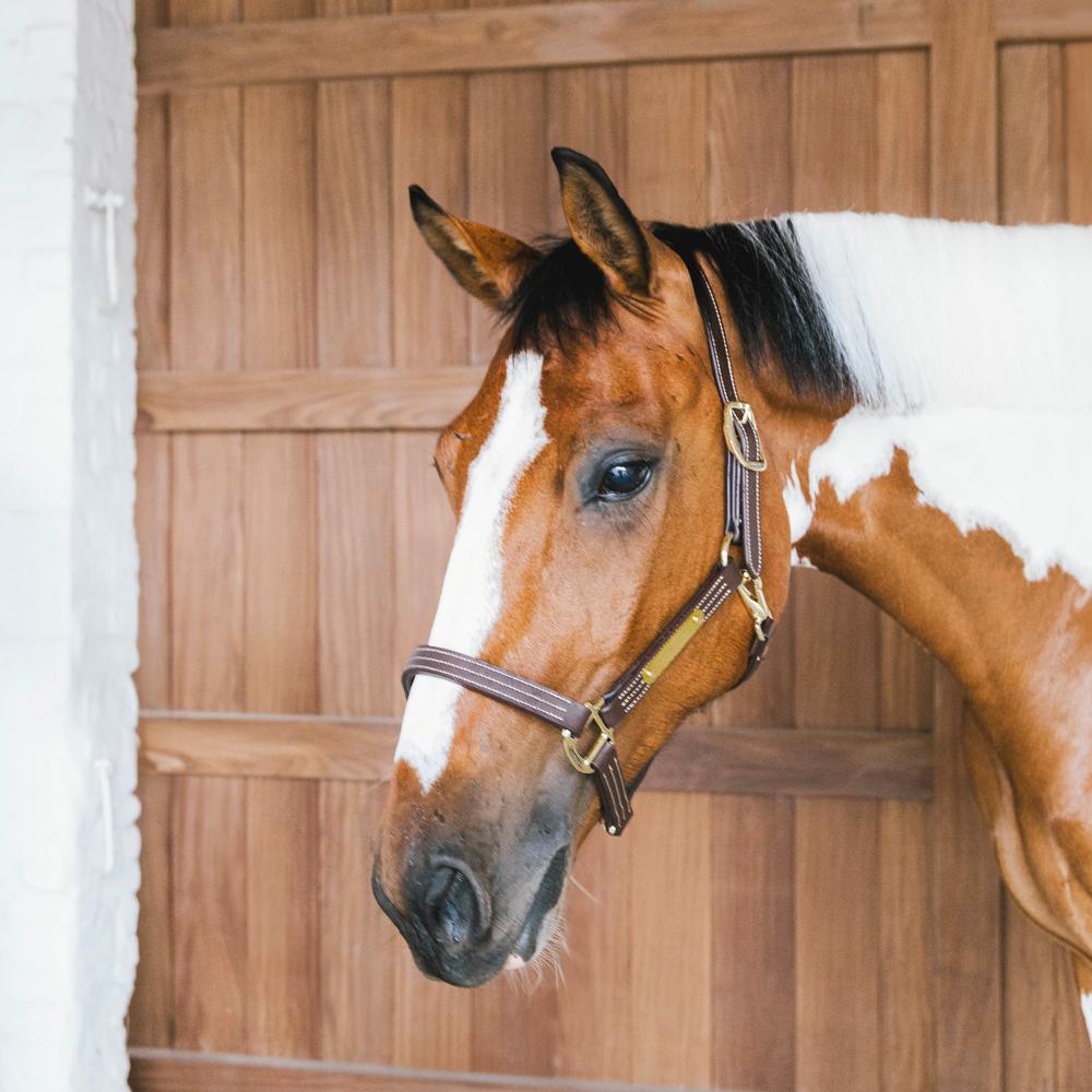 Leather Halter Wellington | Kentucky Horsewear | Stylish — Image 5