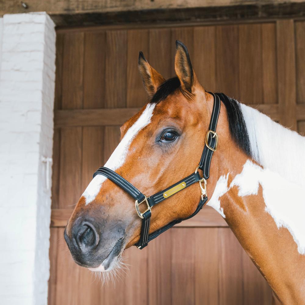 Leather Halter Wellington | Kentucky Horsewear | Stylish — Image 3