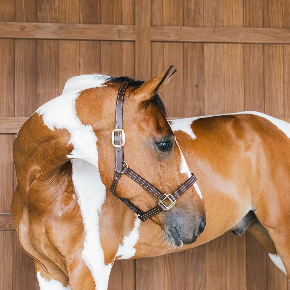 Leather Halter Wellington | Kentucky Horsewear | Stylish — Image 8