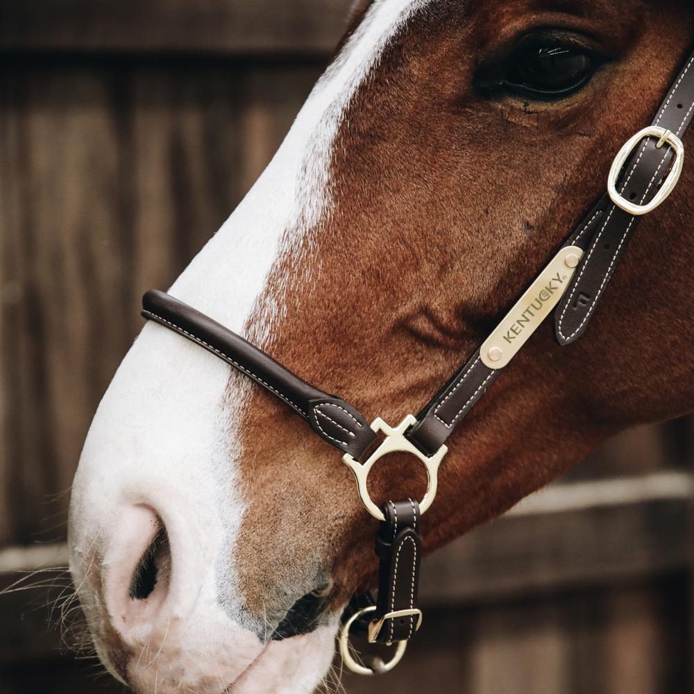 Leather Grooming Halter | Kentucky Horsewear | VeganLeather — Image 2