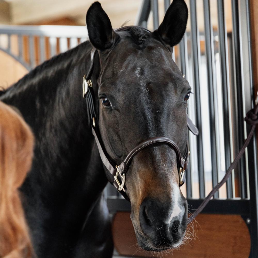 Anatomic Leather Halter | Kentucky Horsewear | Comfort — Image 3