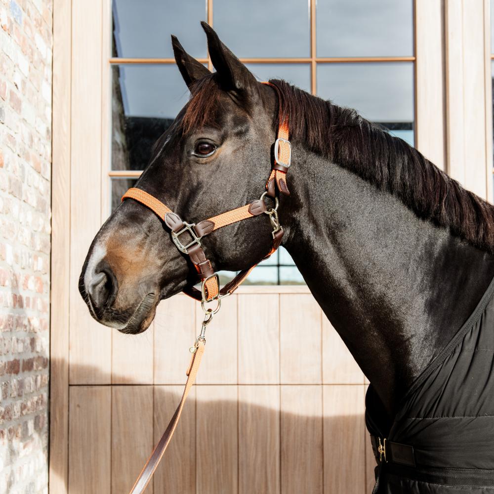 Plaited Nylon Halter | Kentucky Horsewear | Durable — Image 9