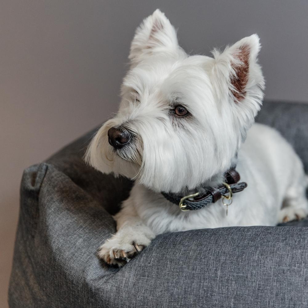 Plaited Nylon Dog Collar | Kentucky Dogwear | Stylish — Image 16