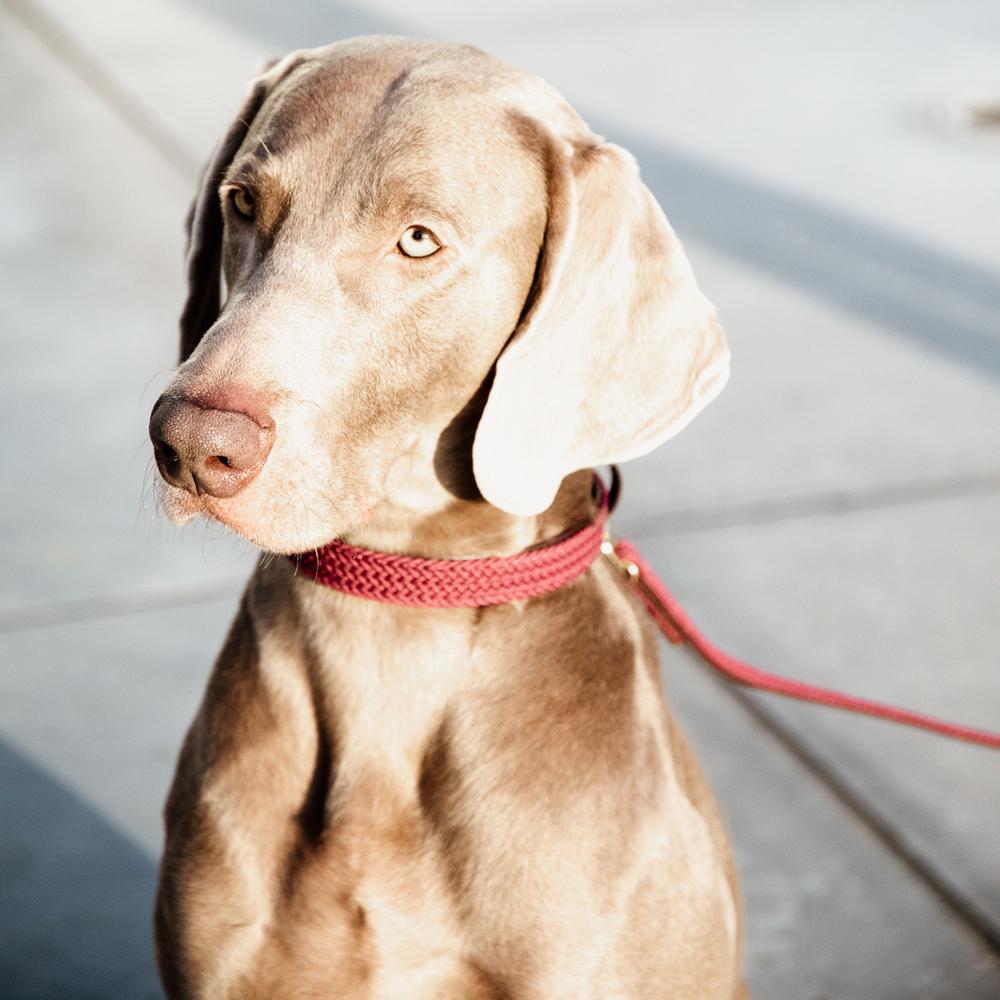 Plaited Nylon Dog Collar | Kentucky Dogwear | Stylish — Image 3