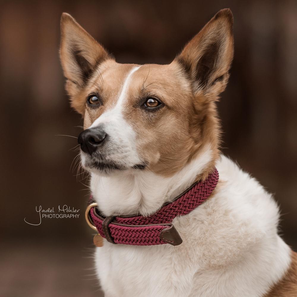 Plaited Nylon Dog Collar | Kentucky Dogwear | Stylish — Image 4