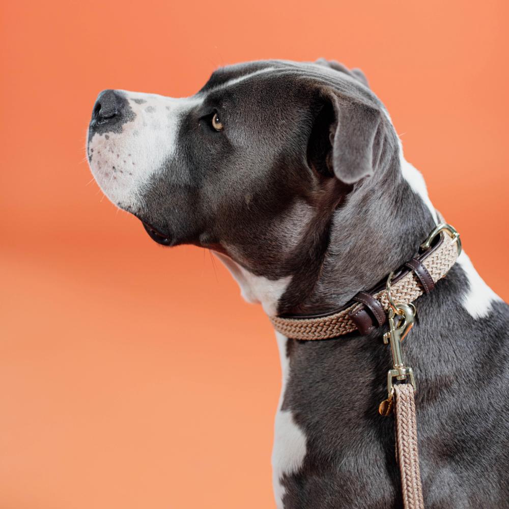 Plaited Nylon Dog Collar | Kentucky Dogwear | Stylish — Image 19