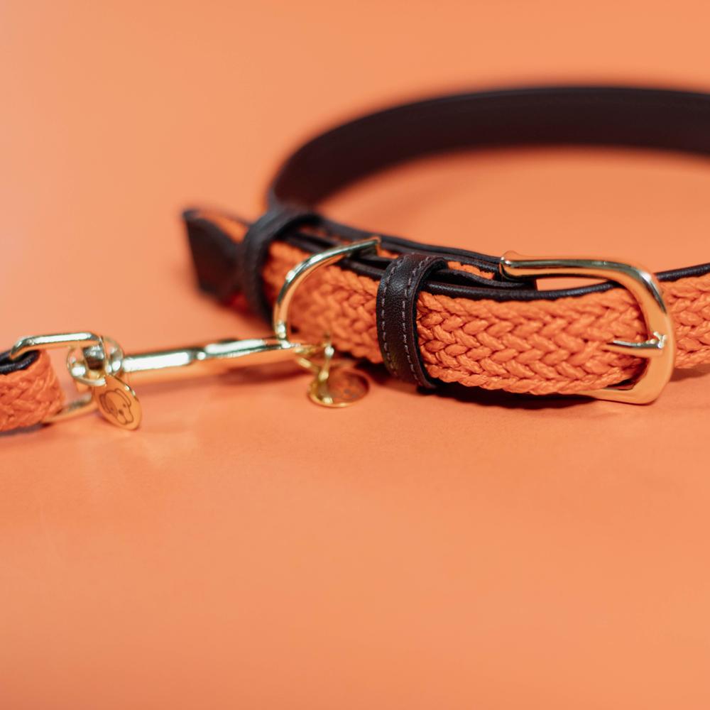 Plaited Nylon Dog Collar | Kentucky Dogwear | Stylish — Image 8
