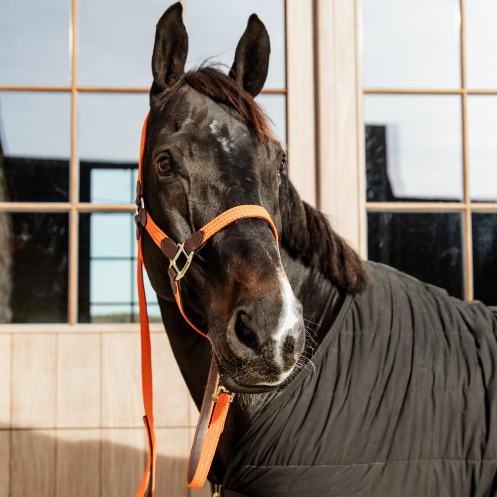 Plaited Nylon Horse Lead | Kentucky Horsewear | Durable — Image 18