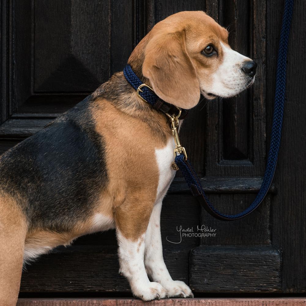 Plaited Nylon Dog Leash 200 cm | Kentucky Dogwear | Stylish — Image 4