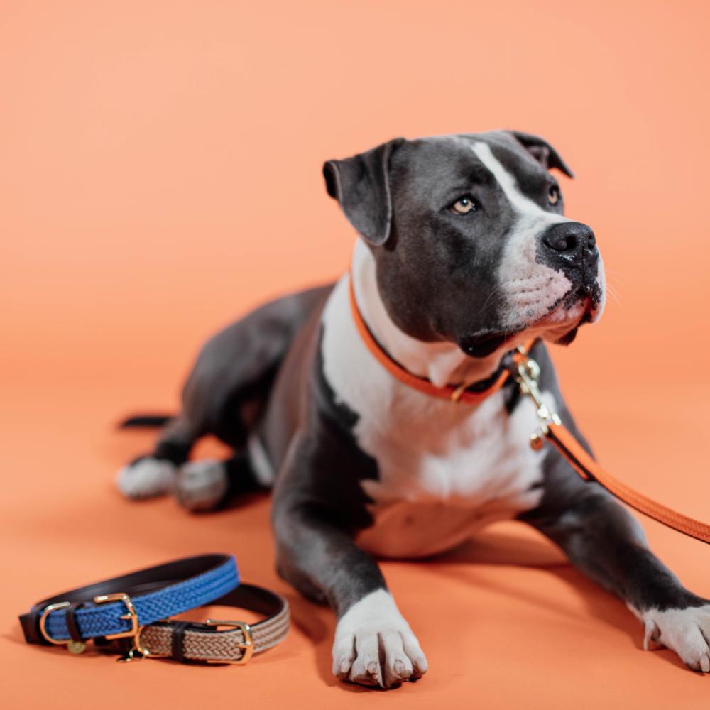 Plaited Nylon Dog Leash 120cm | Kentucky Dogwear | Stylish — Image 12