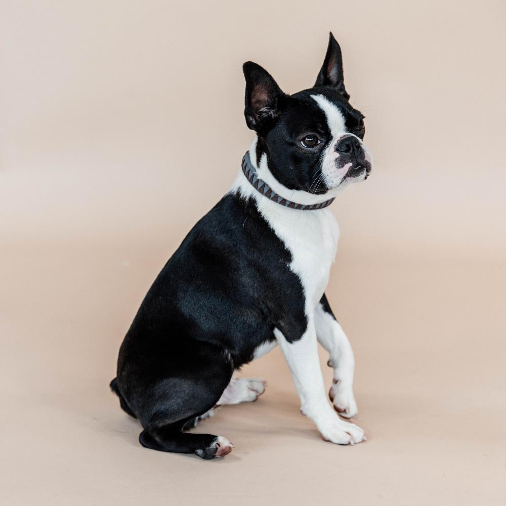 Dog Collar Triangle | Kentucky Dogwear | Durable — Image 3