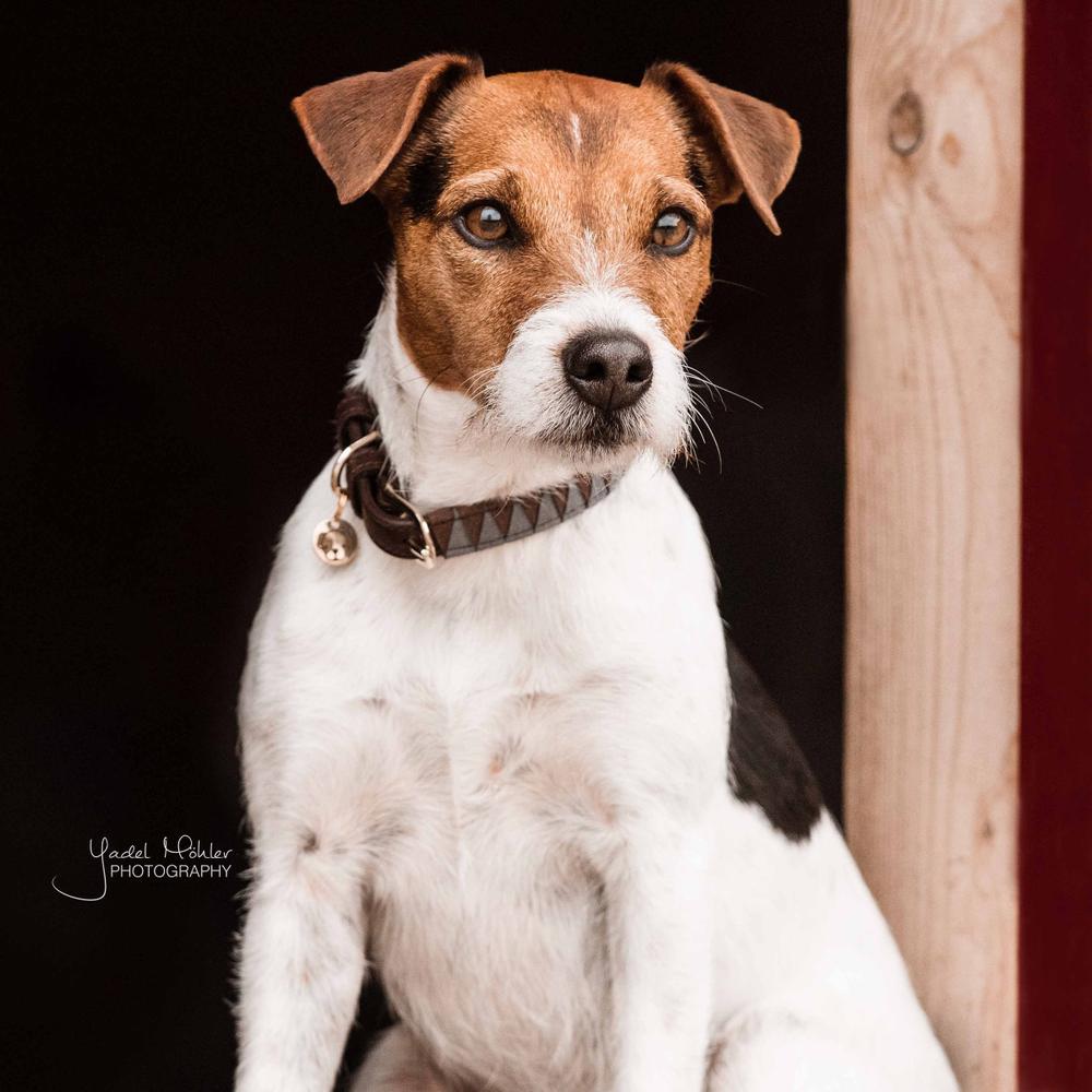 Dog Collar Triangle | Kentucky Dogwear | Durable — Image 7