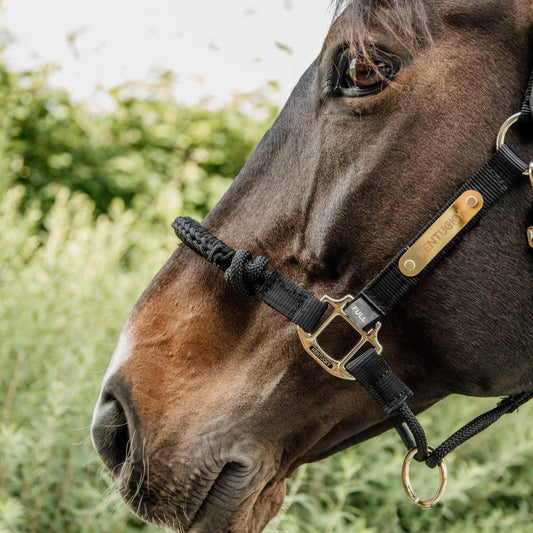 Control Halter | Kentucky Horsewear | Durable — Image 2