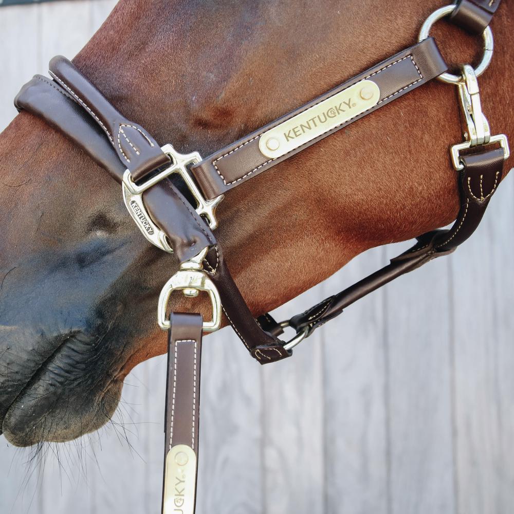 Leather Covered Chain Lead | Kentucky Horsewear | Stylish — Image 2