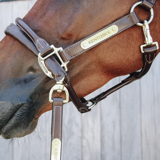 Leather Covered Chain Lead | Kentucky Horsewear | Stylish — Image 2