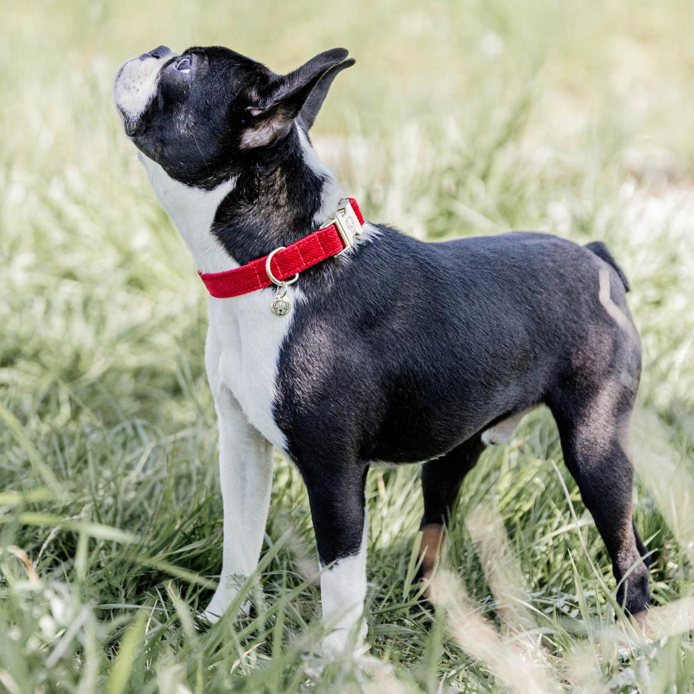 Dog Collar Corduroy | Kentucky Dogwear | Elegant — Image 3