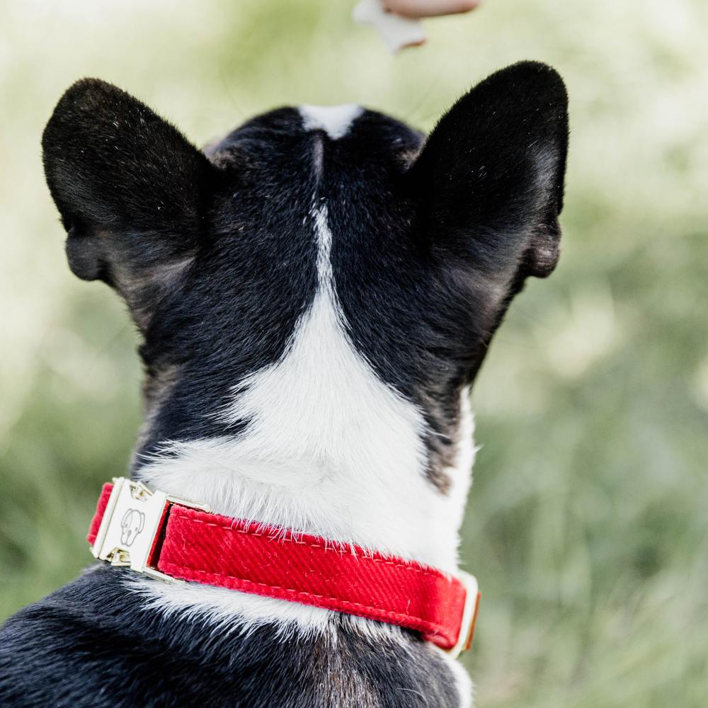 Dog Collar Corduroy | Kentucky Dogwear | Elegant — Image 4