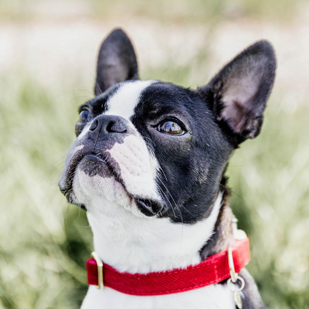 Dog Collar Corduroy | Kentucky Dogwear | Elegant — Image 5