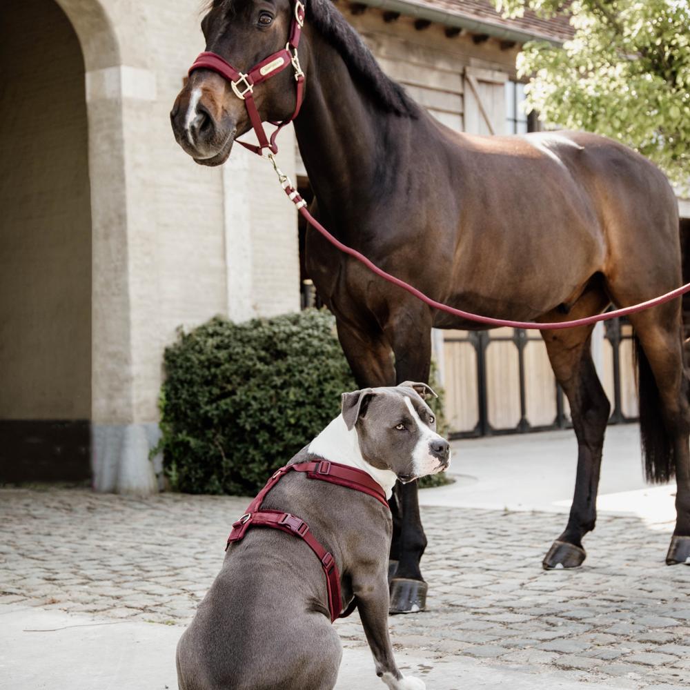 Lead Rope Basic | Kentucky Horsewear | durable — Image 9