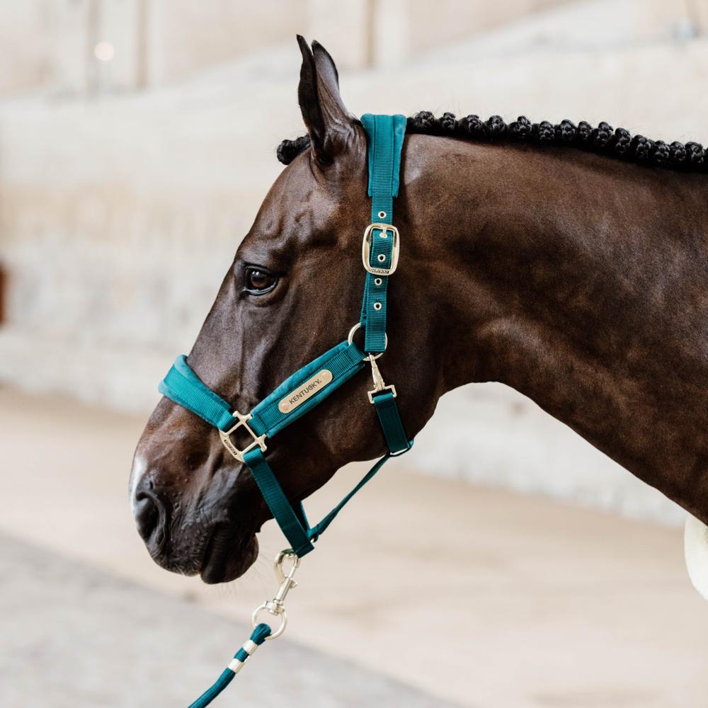 Lead Rope Basic | Kentucky Horsewear | durable — Image 13
