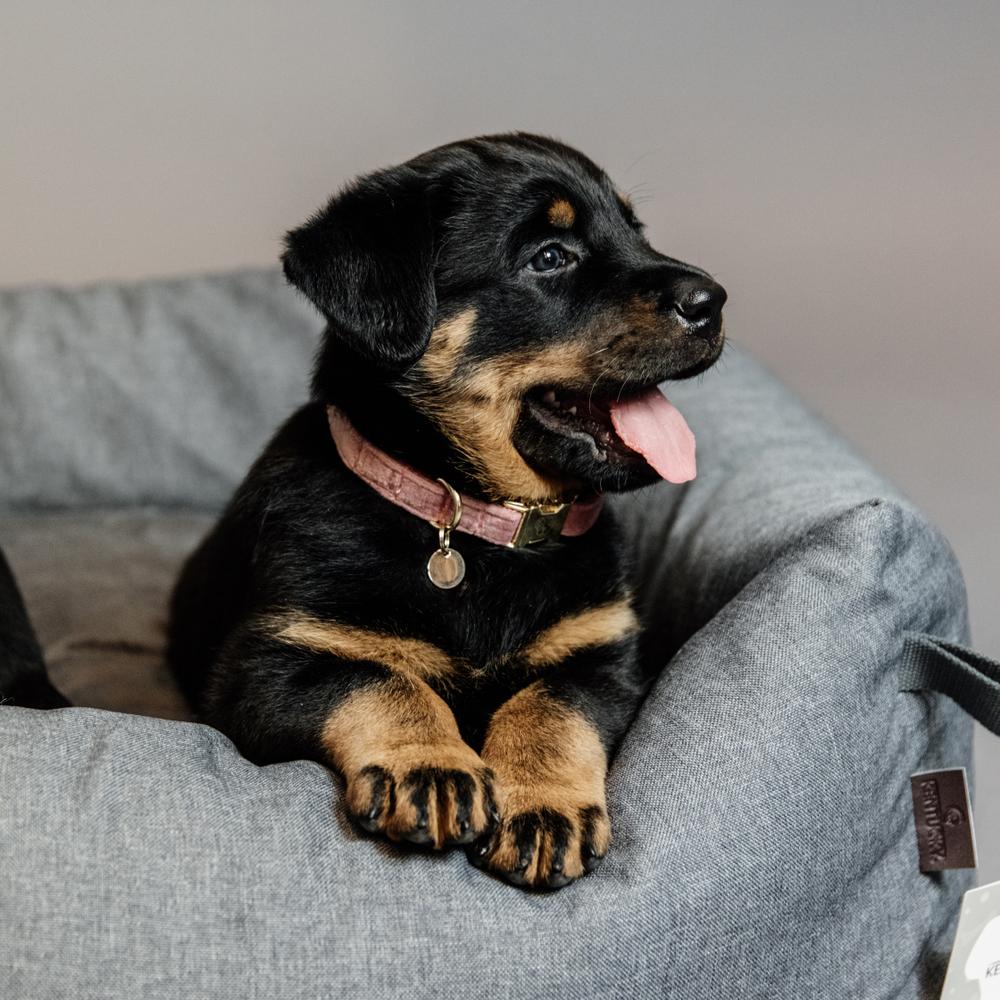 Dog Collar Velvet | Kentucky Dogwear | Stylish — Image 9
