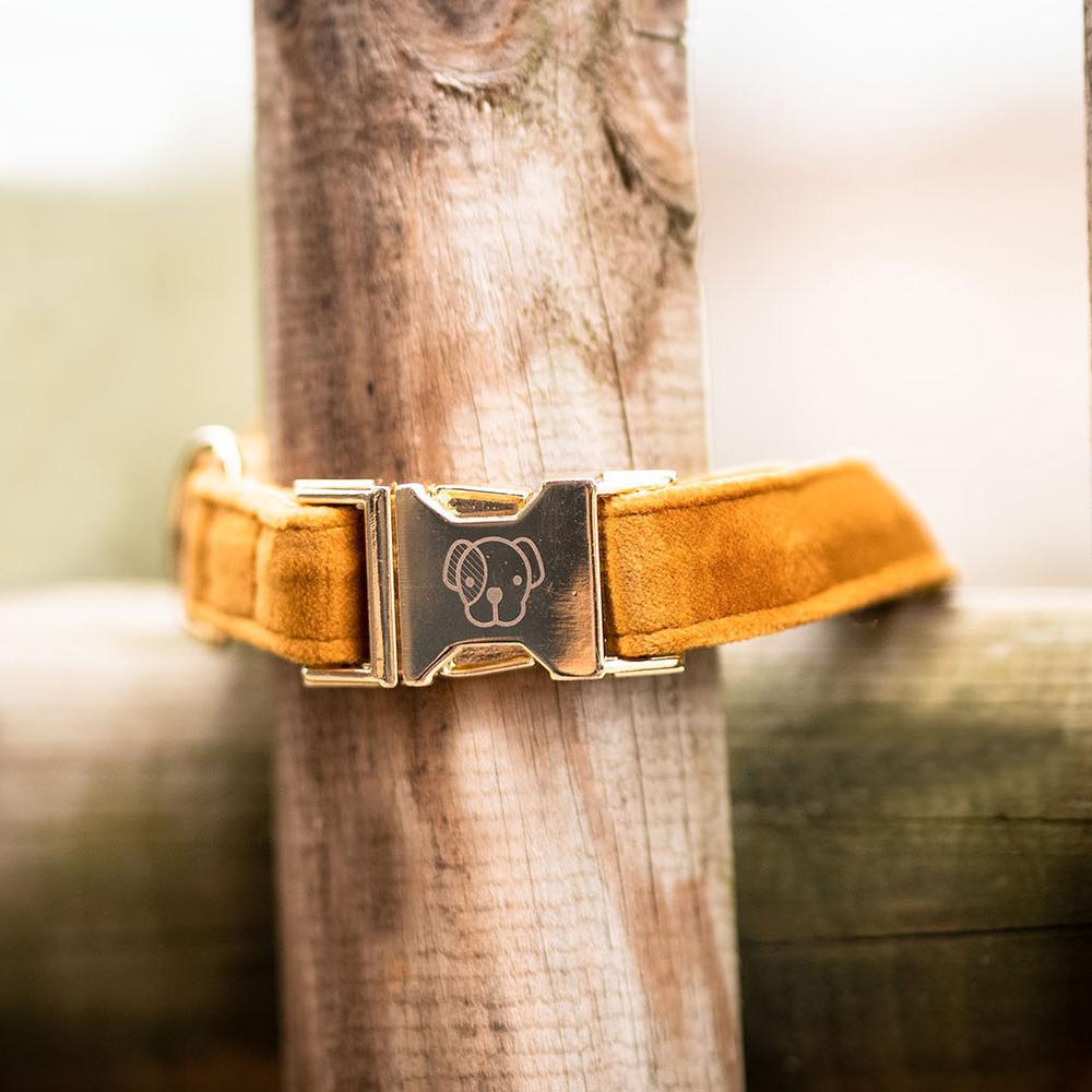 Dog Collar Velvet | Kentucky Dogwear | Stylish — Image 11