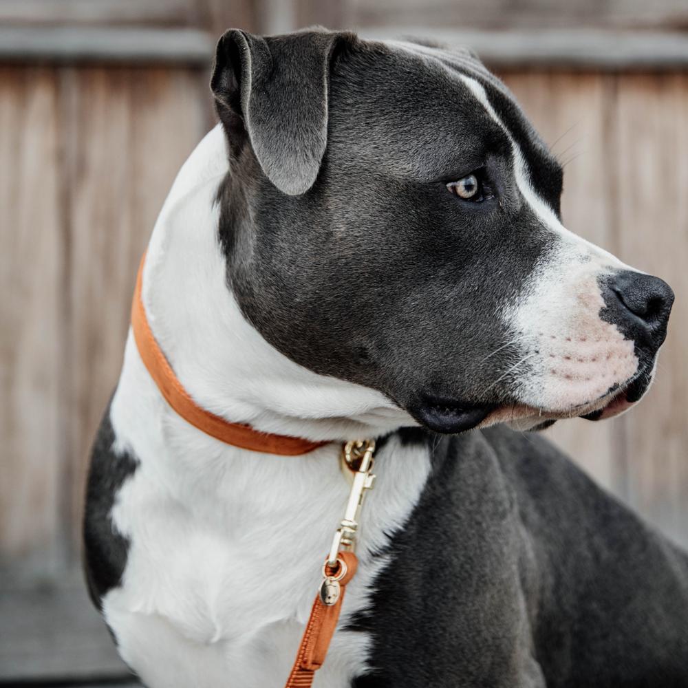 Dog Collar Velvet | Kentucky Dogwear | Stylish — Image 13