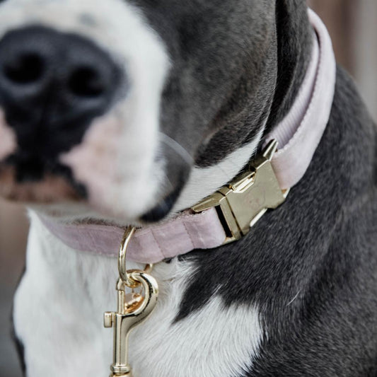 Dog Collar Velvet | Kentucky Dogwear | Stylish — Image 2
