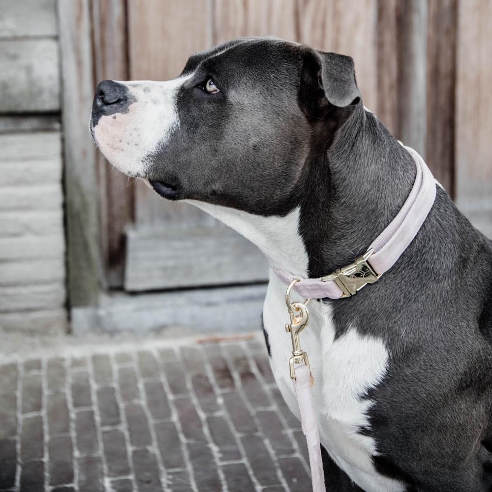 Dog Collar Velvet | Kentucky Dogwear | Stylish — Image 3