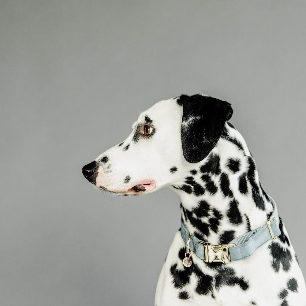Dog Collar Velvet | Kentucky Dogwear | Stylish — Image 16