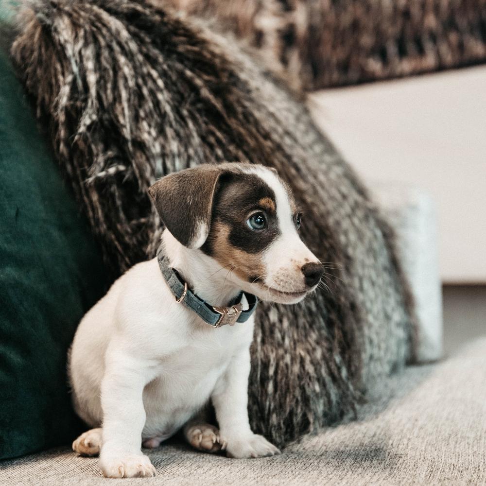 Dog Collar Velvet | Kentucky Dogwear | Stylish — Image 17