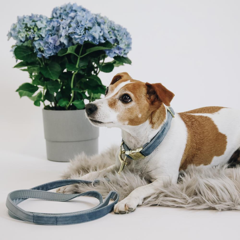 Dog Collar Velvet | Kentucky Dogwear | Stylish — Image 18
