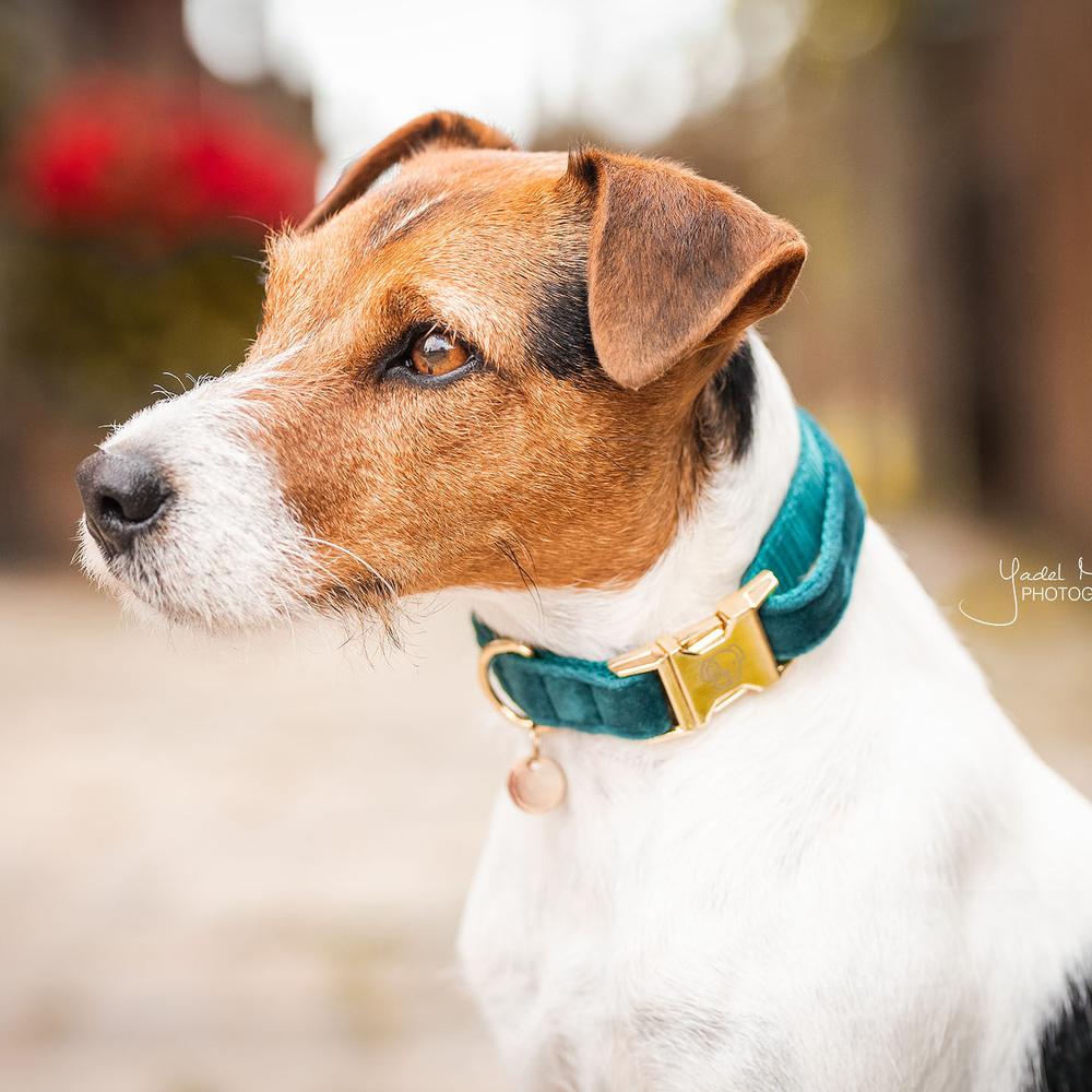 Dog Collar Velvet | Kentucky Dogwear | Stylish — Image 5