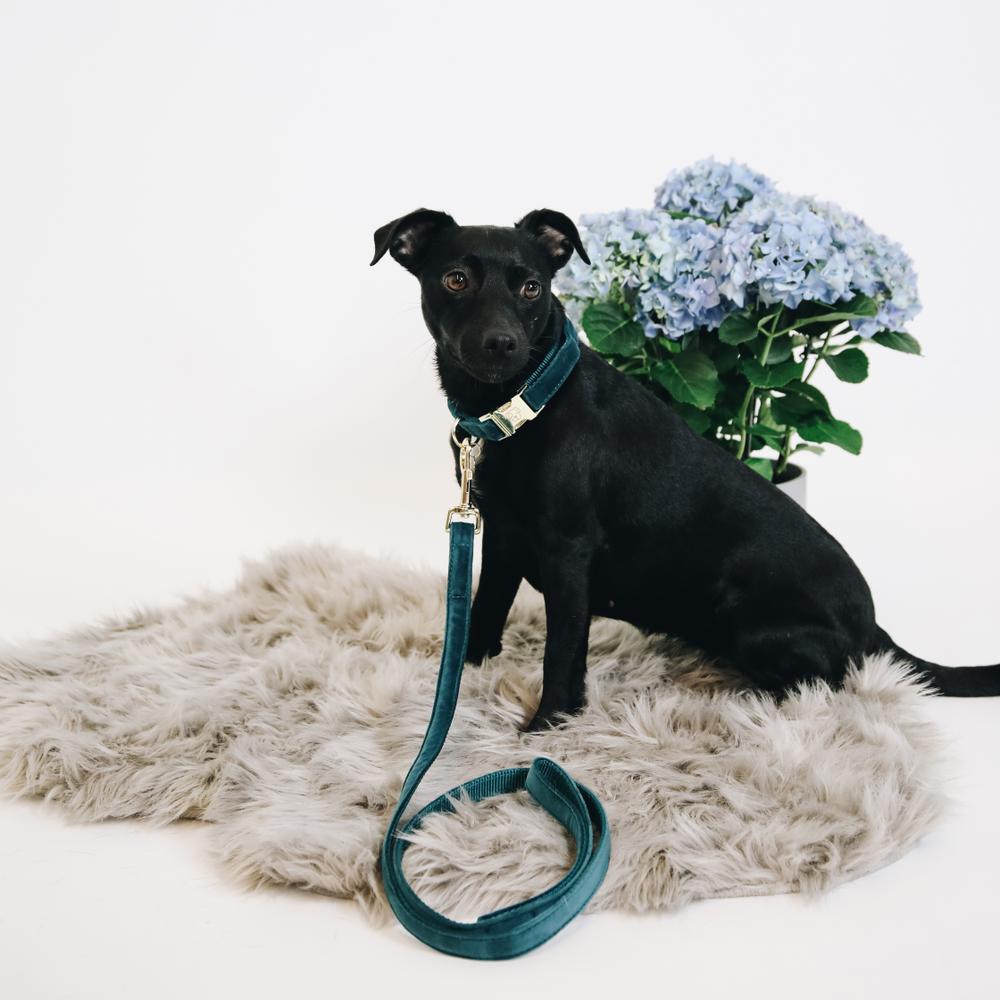 Dog Collar Velvet | Kentucky Dogwear | Stylish — Image 14