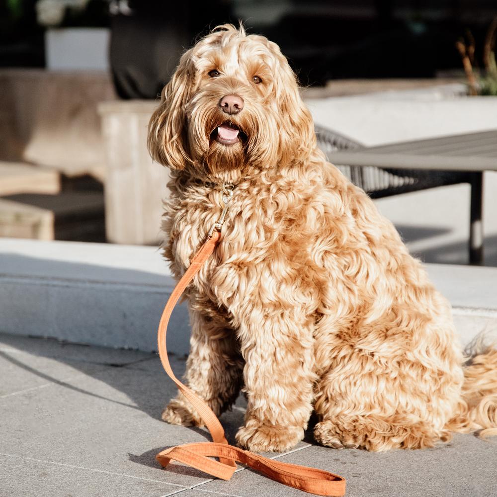 Dog Leash Velvet 120 cm | Kentucky Dogwear | luxurious — Image 14