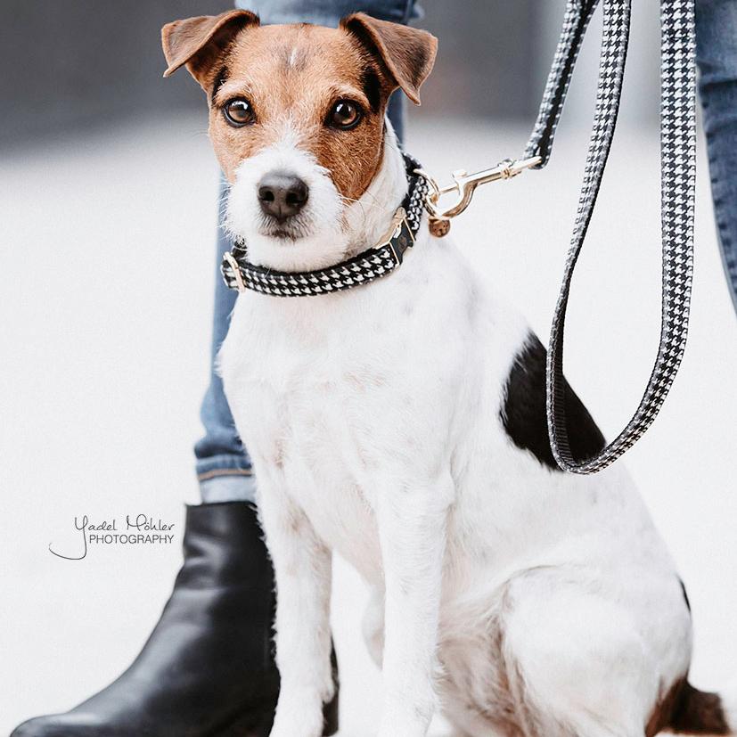 Dog Collar Pied De Poule | Kentucky Dogwear | Stylish — Image 6