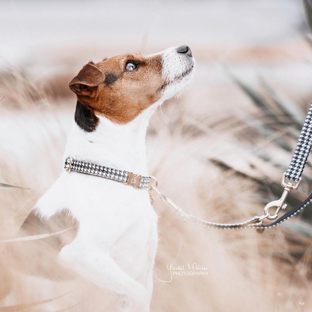 Dog Collar Pied De Poule | Kentucky Dogwear | Stylish — Image 7