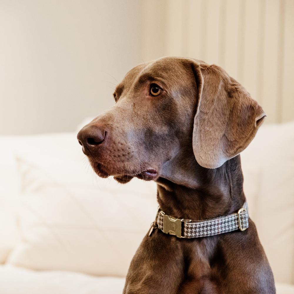 Dog Collar Pied De Poule | Kentucky Dogwear | Stylish — Image 3