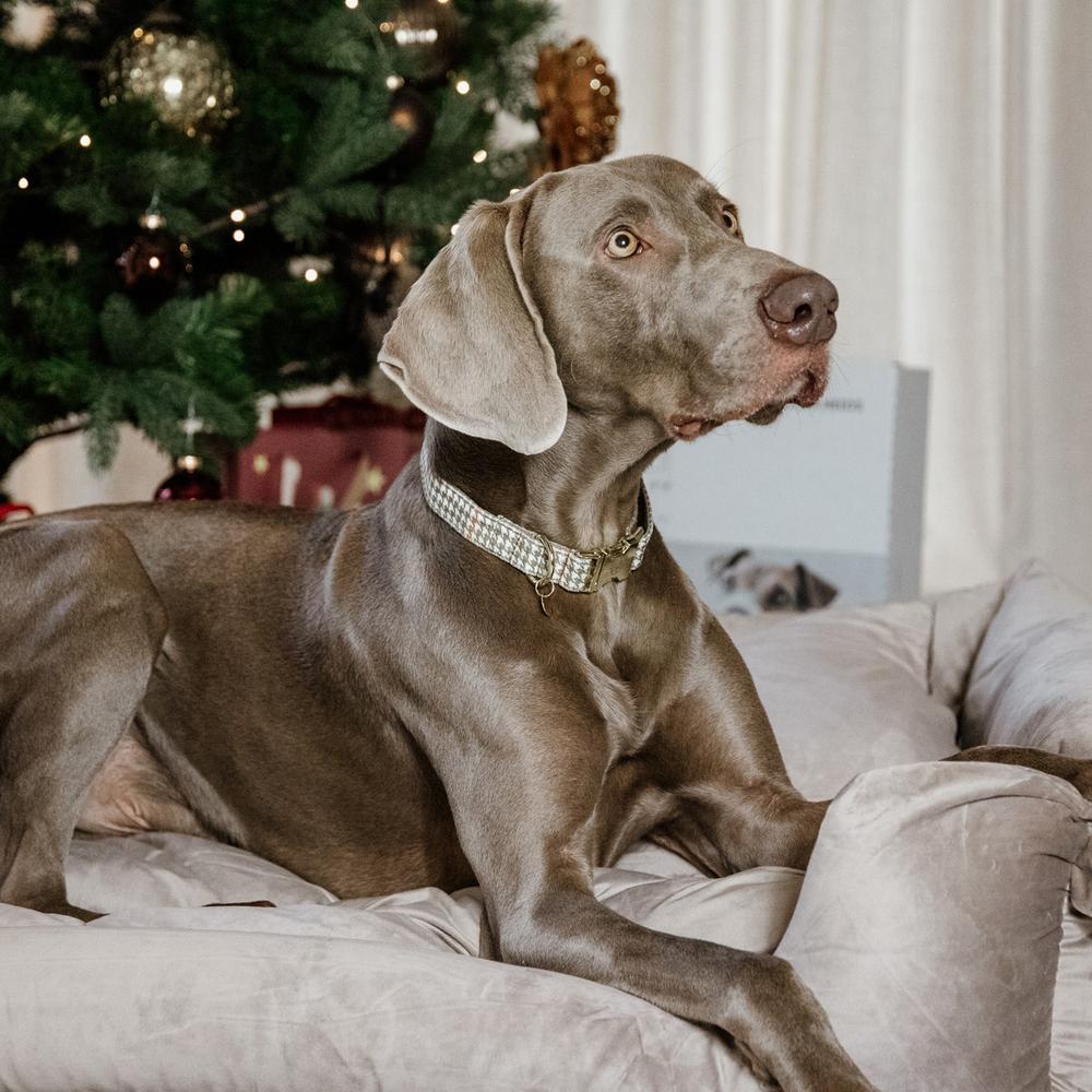 Dog Collar Pied De Poule | Kentucky Dogwear | Stylish — Image 4