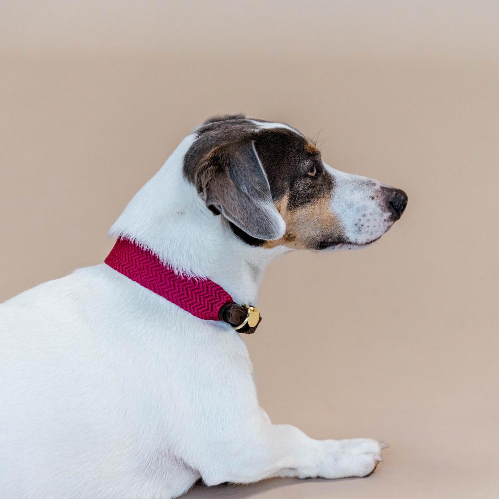 Dog Collar Jacquard | Kentucky Dogwear | Stylish — Image 3