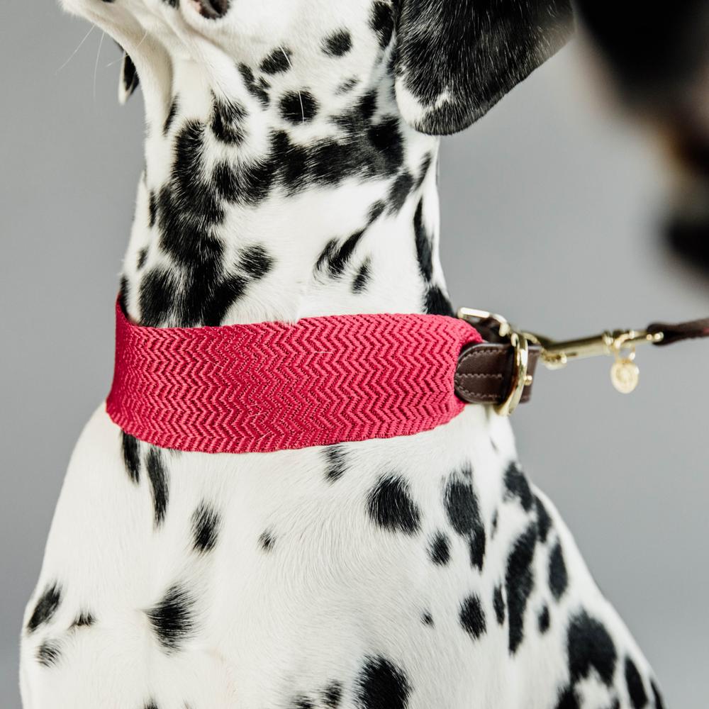Dog Collar Jacquard | Kentucky Dogwear | Stylish — Image 5