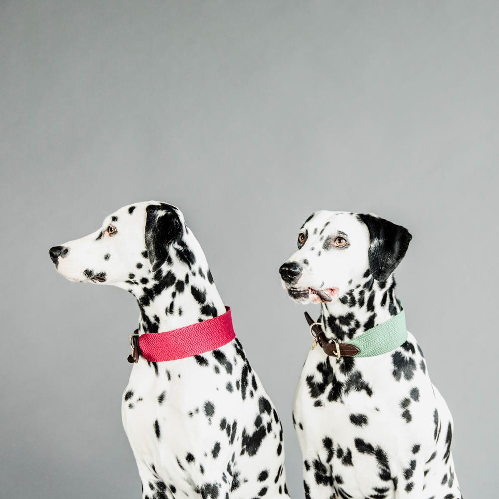 Dog Collar Jacquard | Kentucky Dogwear | Stylish — Image 6