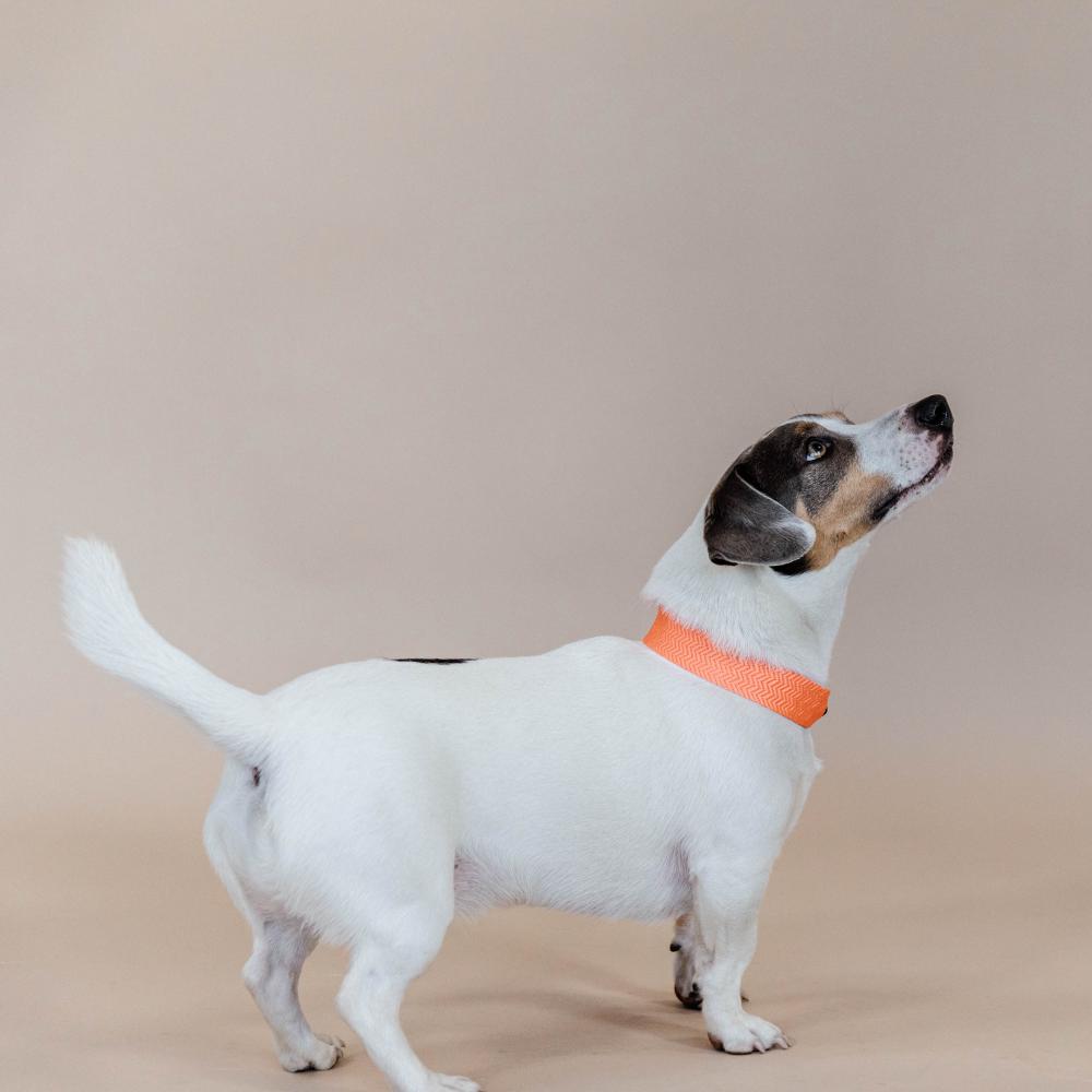 Dog Collar Jacquard | Kentucky Dogwear | Stylish — Image 16
